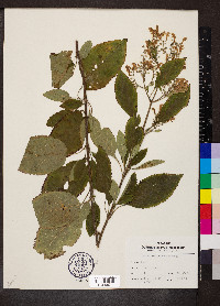 Scutellaria incana image