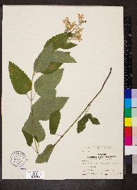 Scutellaria incana image