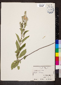 Scutellaria incana image