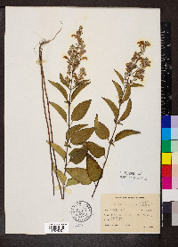 Scutellaria incana image