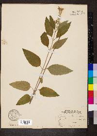 Scutellaria incana image