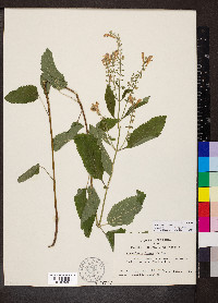 Scutellaria incana image