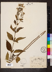 Scutellaria incana image