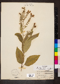 Scutellaria incana image