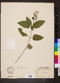 Scutellaria incana image