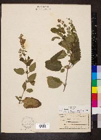 Scutellaria incana image