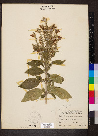 Scutellaria incana image