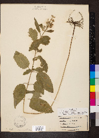 Scutellaria incana image