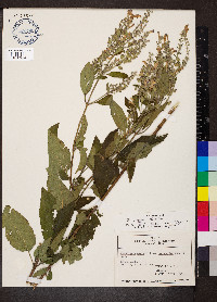 Scutellaria incana image