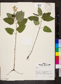 Scutellaria incana image