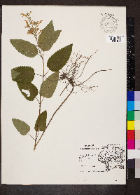 Scutellaria incana image