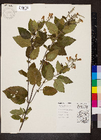 Scutellaria incana image