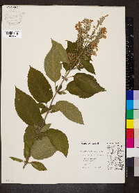 Scutellaria incana image