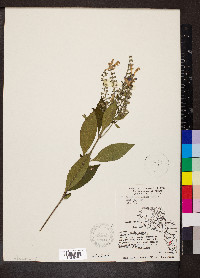 Scutellaria incana image