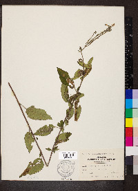 Scutellaria incana image