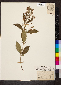 Scutellaria incana image