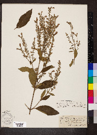 Scutellaria incana image