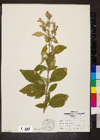 Scutellaria incana image