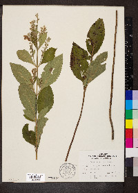 Scutellaria incana image