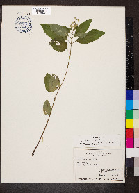 Scutellaria incana image