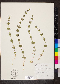 Scutellaria parvula image