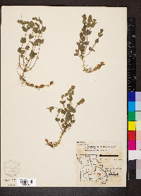 Scutellaria parvula image
