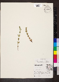 Scutellaria parvula image