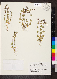 Scutellaria parvula image