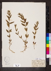 Scutellaria brittonii image