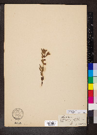 Scutellaria brittonii image