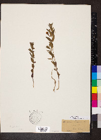 Scutellaria brittonii image