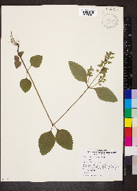 Scutellaria elliptica image