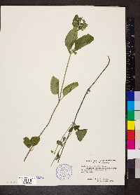 Scutellaria elliptica image