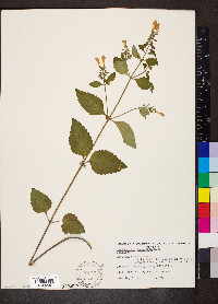 Scutellaria elliptica image