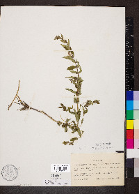 Scutellaria galericulata image