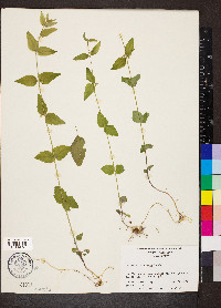 Scutellaria nervosa image