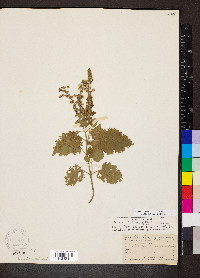 Scutellaria ovata image