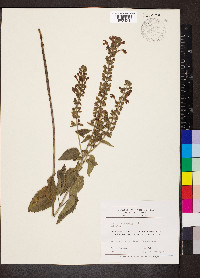 Scutellaria ovata image