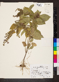 Scutellaria ovata image