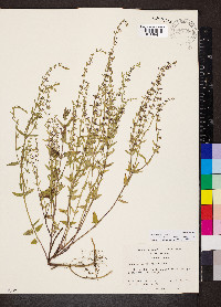 Scutellaria racemosa image