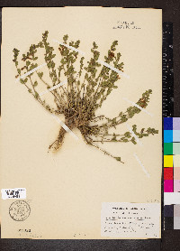 Scutellaria racemosa image