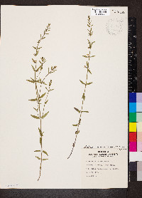 Scutellaria resinosa image