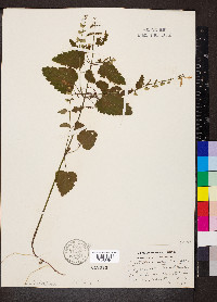 Scutellaria serrata image