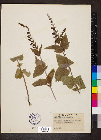 Scutellaria altissima image