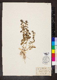 Sideritis romana image