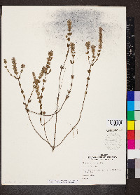 Stachydeoma graveolens image