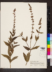 Stachys aspera image