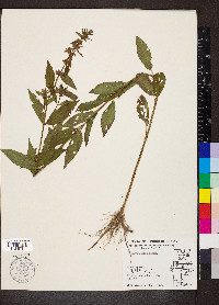 Stachys aspera image