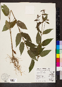 Stachys aspera image