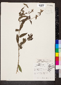 Stachys aspera image